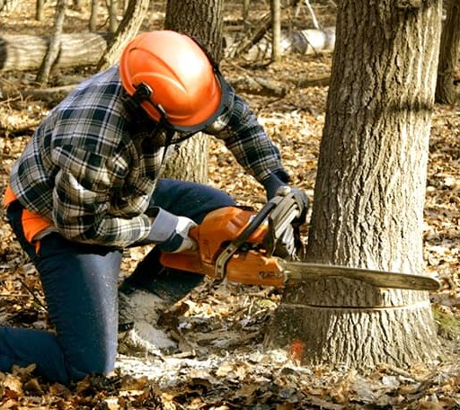 Tree Removal in Duke Center, PA